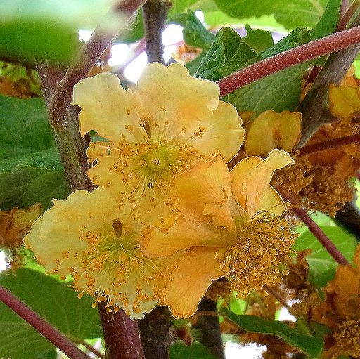 キュウイの花の終わり
