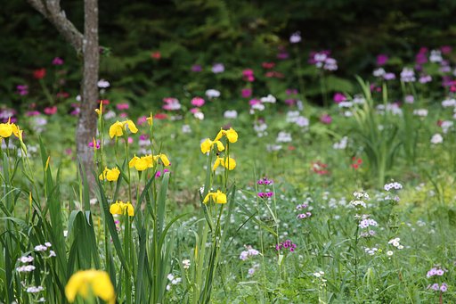 初夏の花園