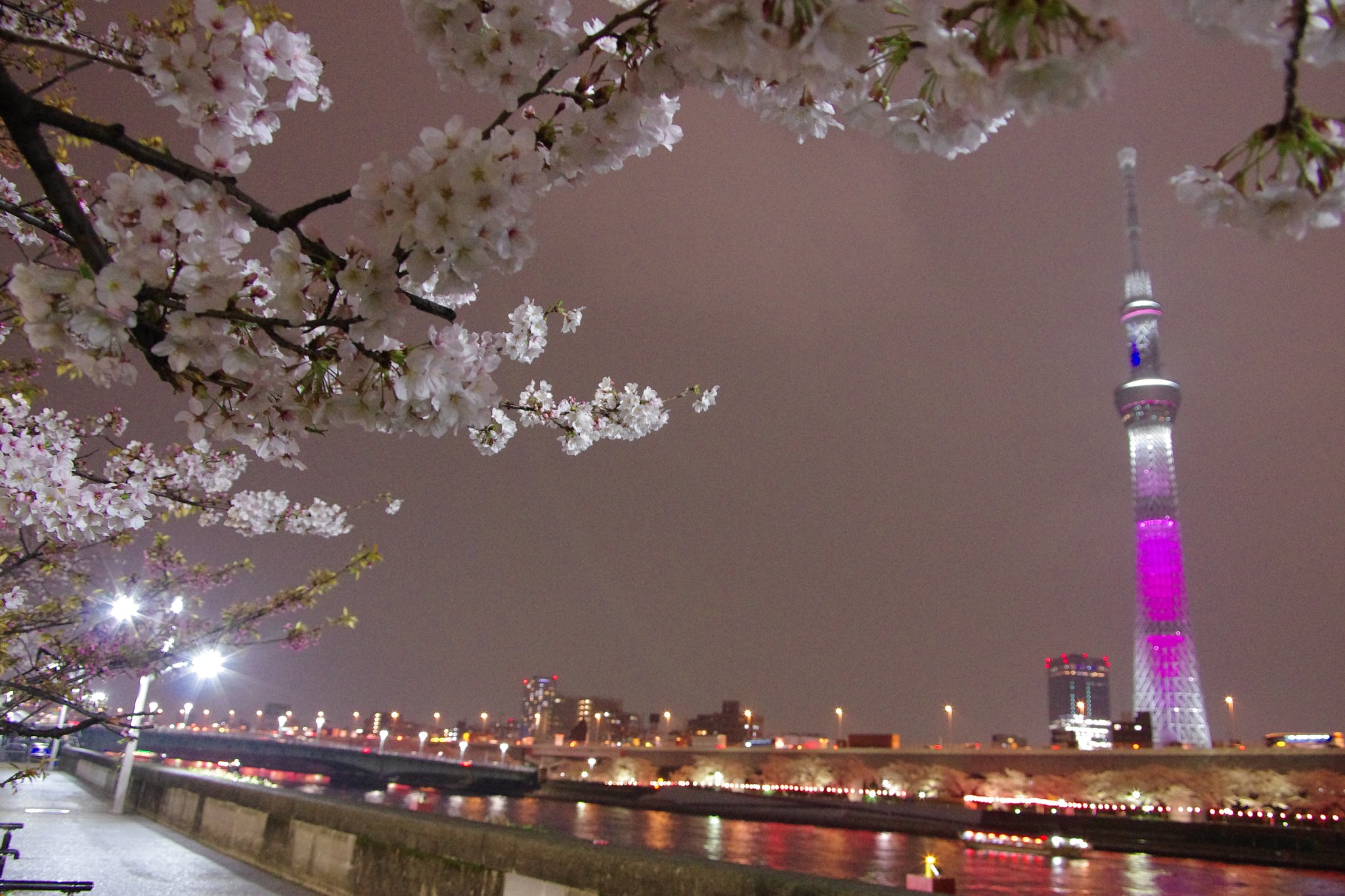 桜色一色