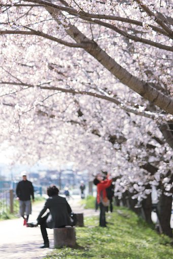 桜道にて