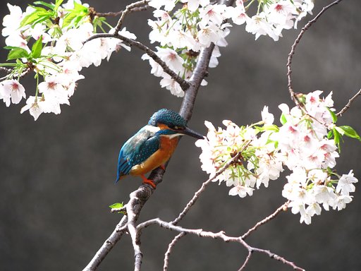 ☆桜かわせみ☆