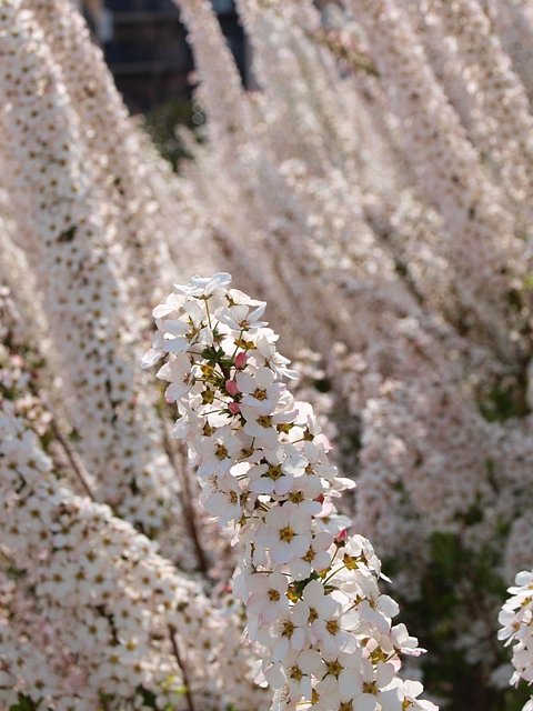 満開のユキヤナギ