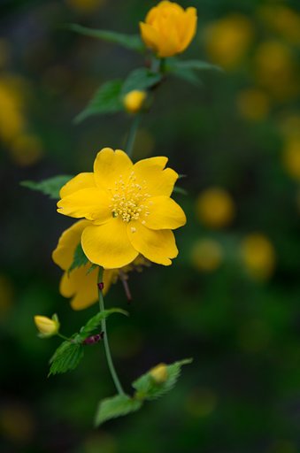 山吹色