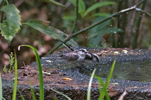 エナガ・水浴び