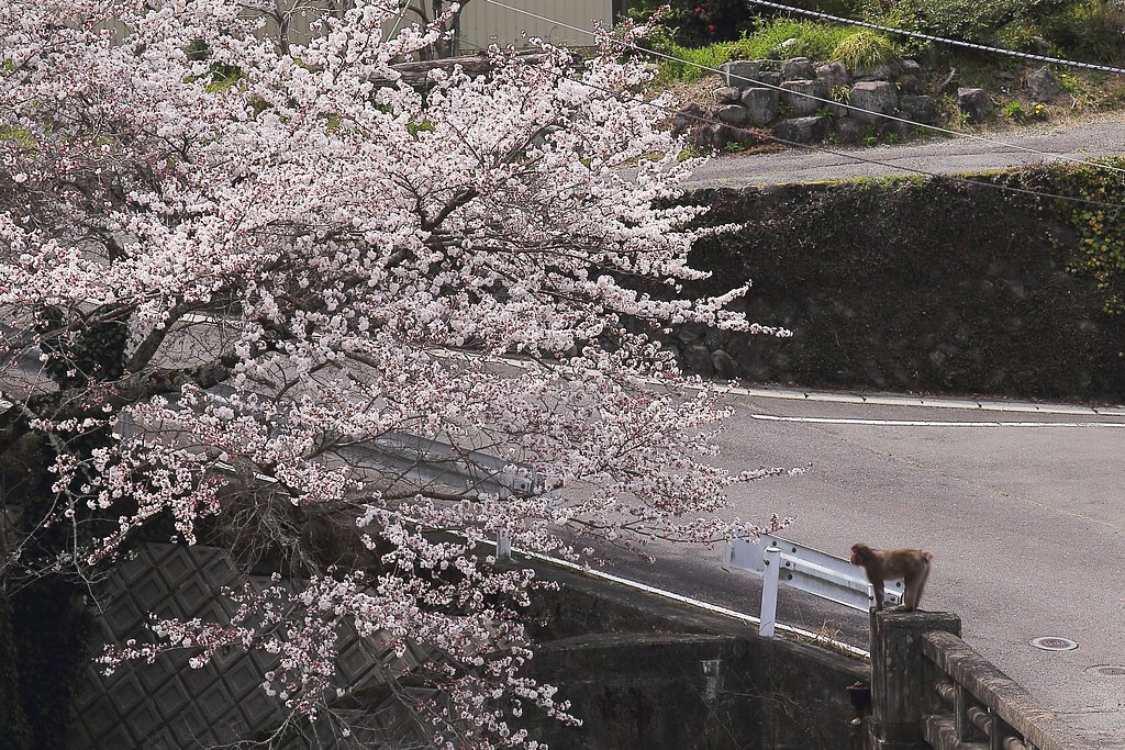 お花見