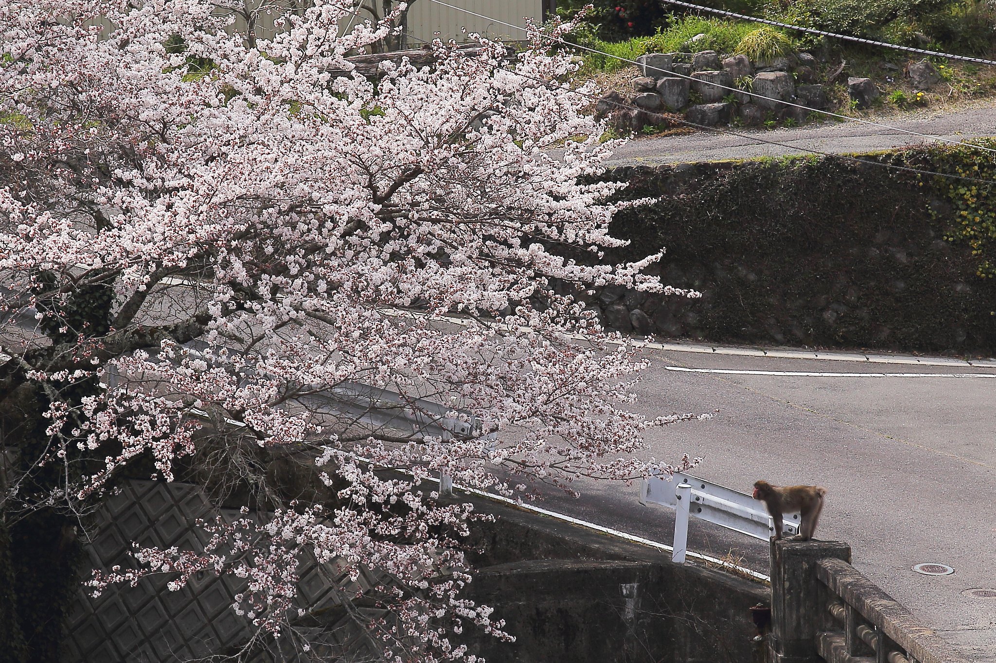お花見