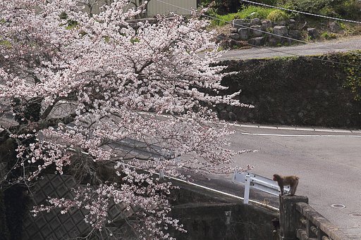 お花見