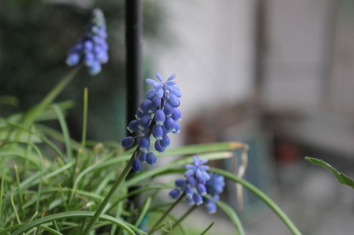 ムスカリ何想う
