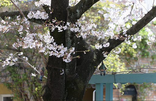 もうすぐ入園式