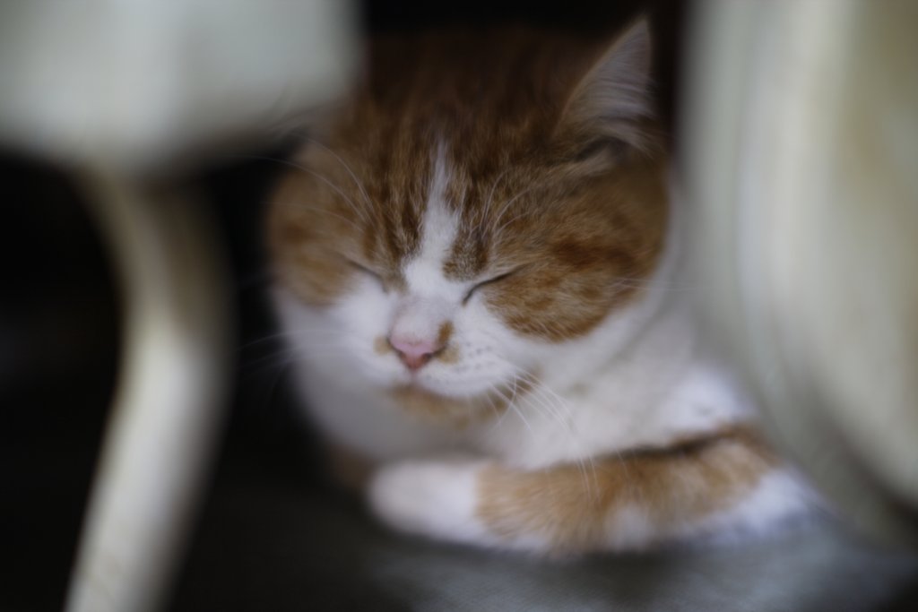 お気に入り