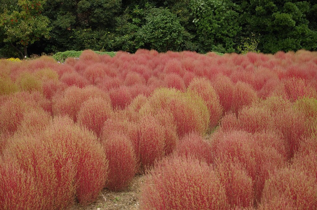 ホウキ草