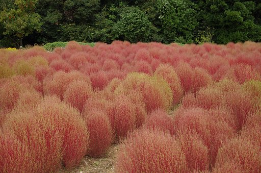ホウキ草