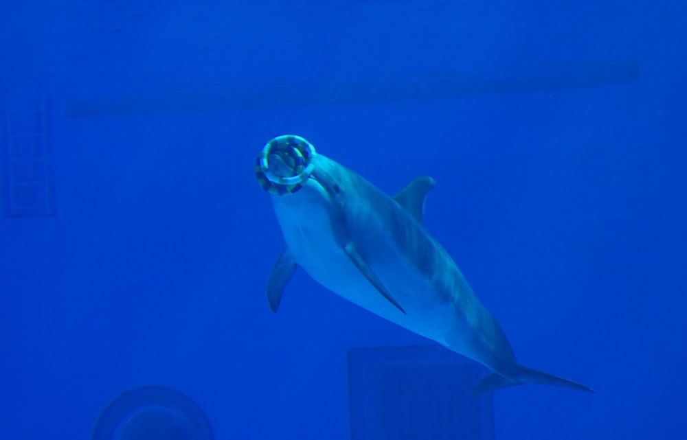 名古屋港水族館にて（3）