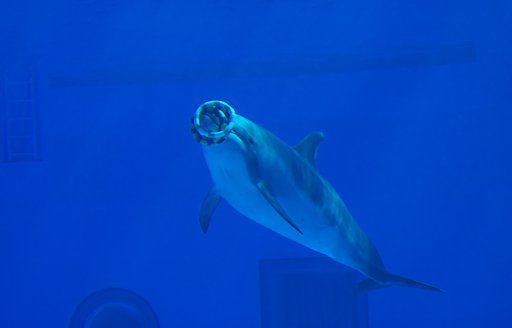 名古屋港水族館にて（3）