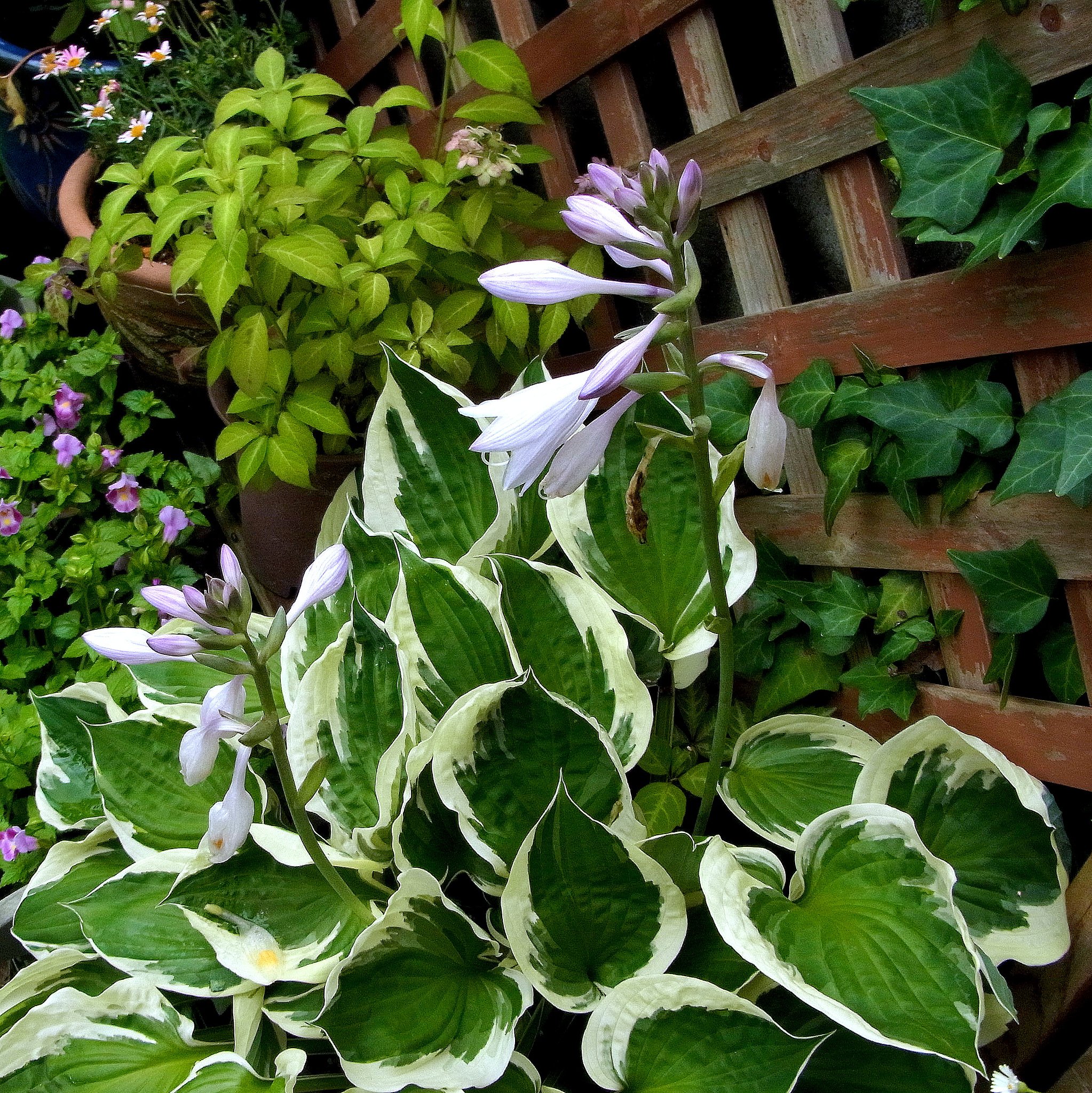 花より葉が・・