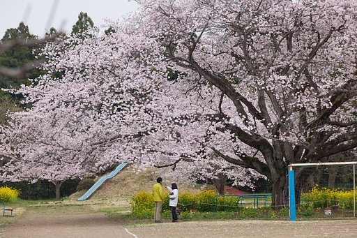 遠山桜
