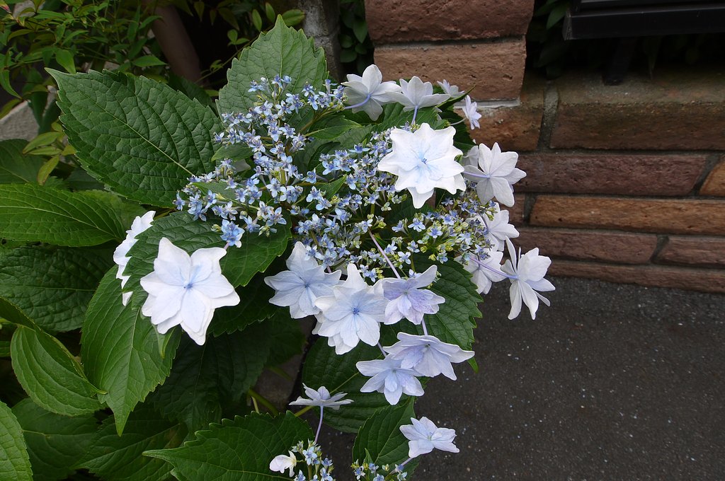 　§　紫陽花　§