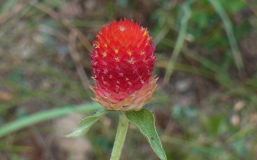 千日紅のUP