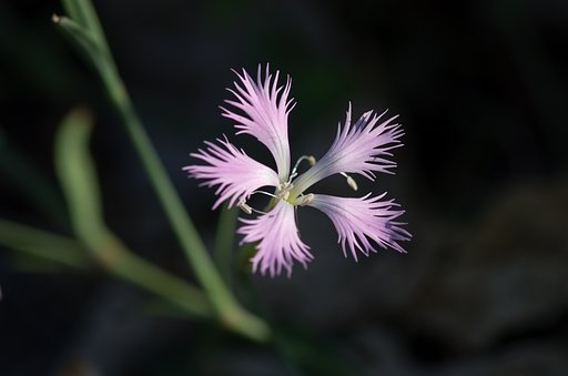 ナデシコ。