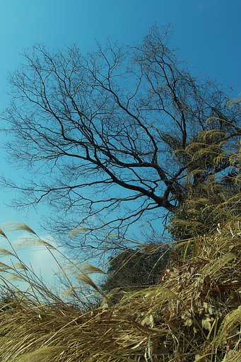 単焦点２０ｍｍ