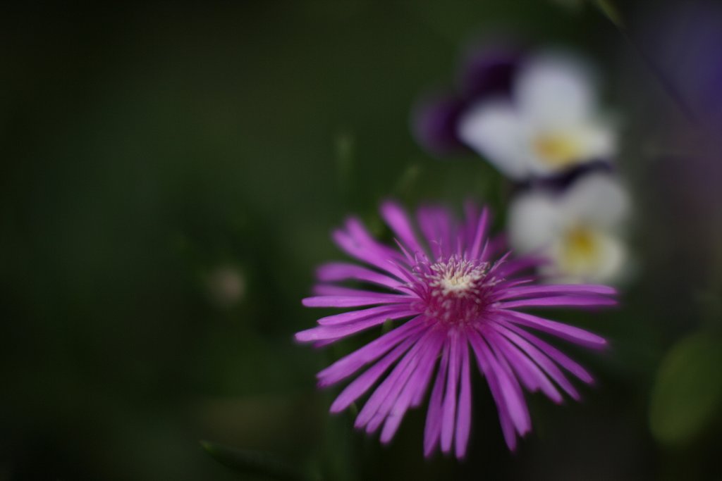 松葉菊