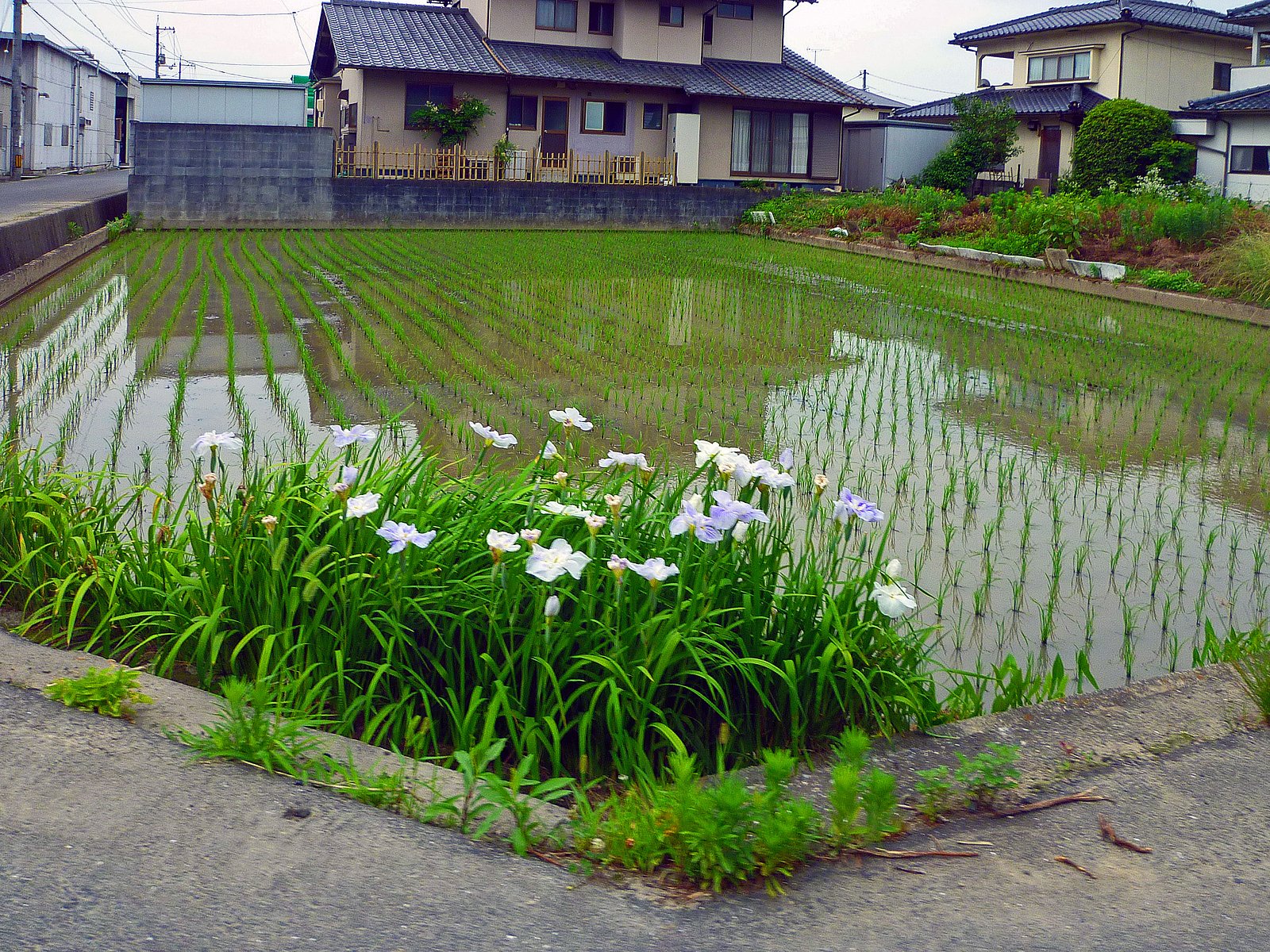菖蒲の咲く水田
