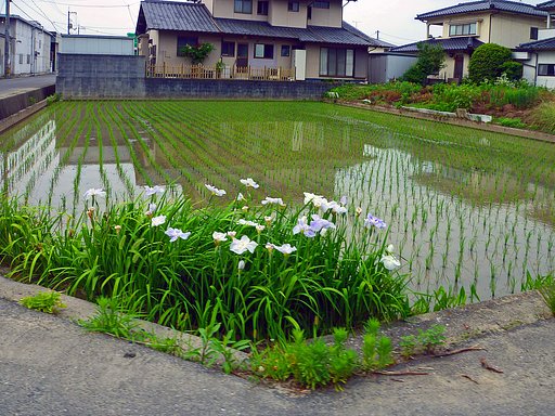 菖蒲の咲く水田