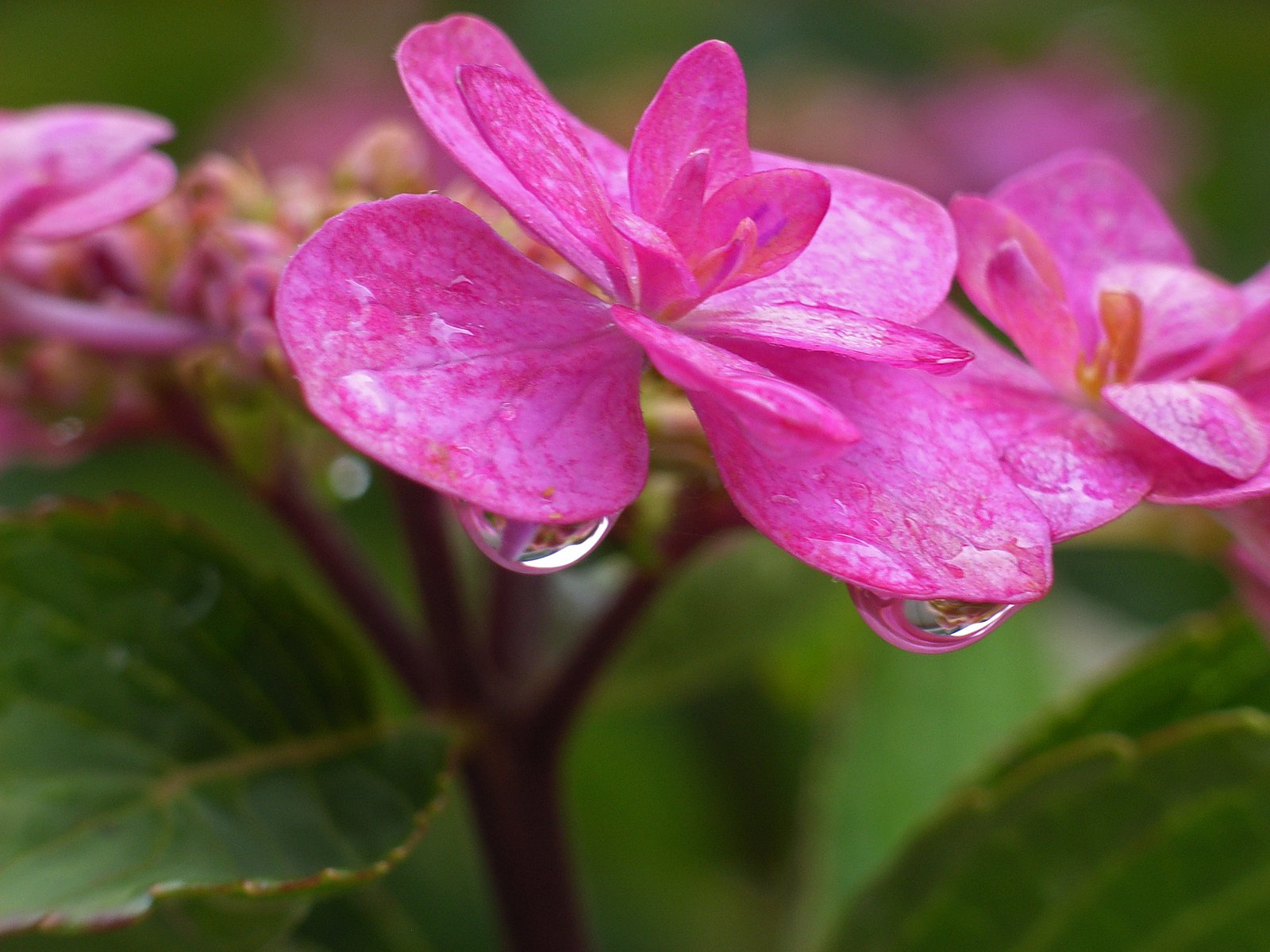 雨の紫陽花 ③