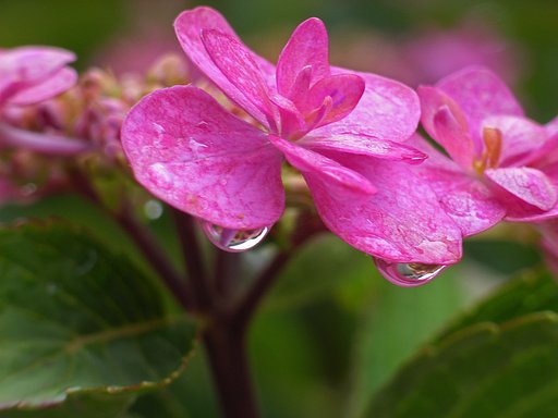 雨の紫陽花 ③