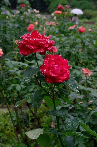 雨の薔薇