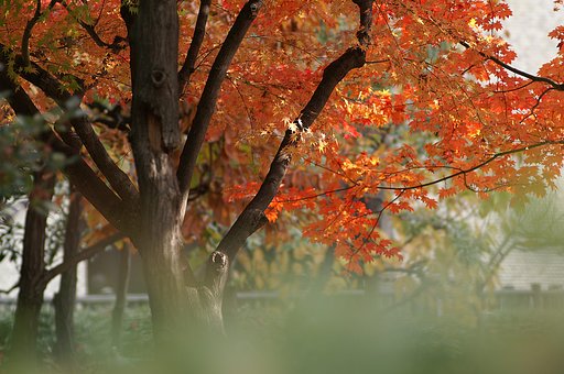 紅葉