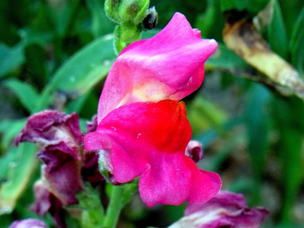 キンギョソウB