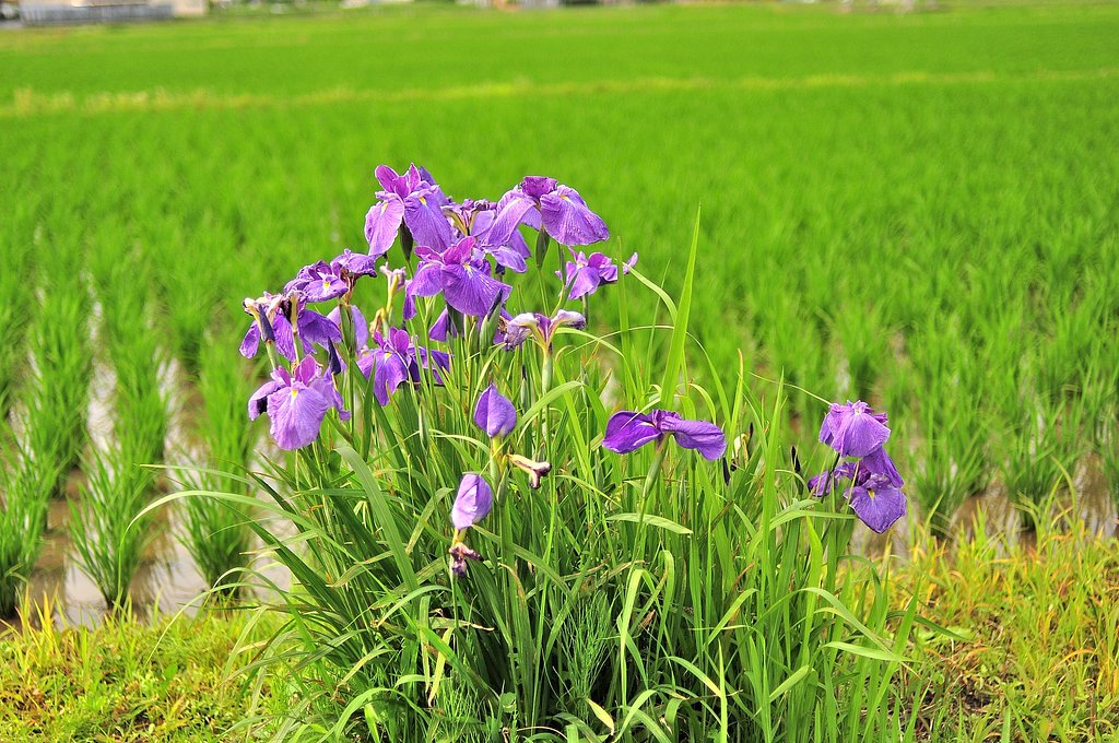 際に咲く