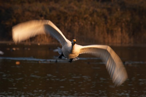 白鳥の襲来