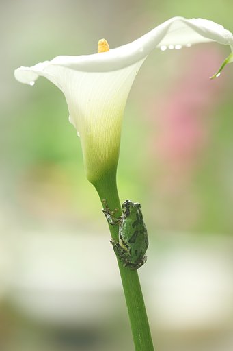 アマガエル