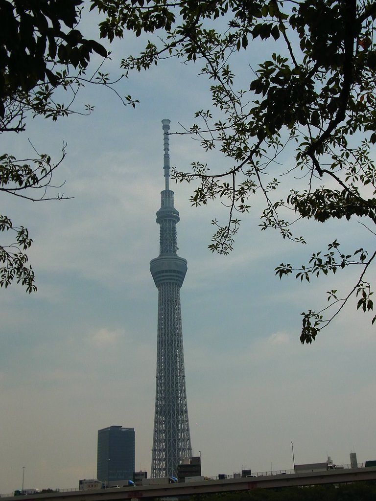 隅田公園の木陰から