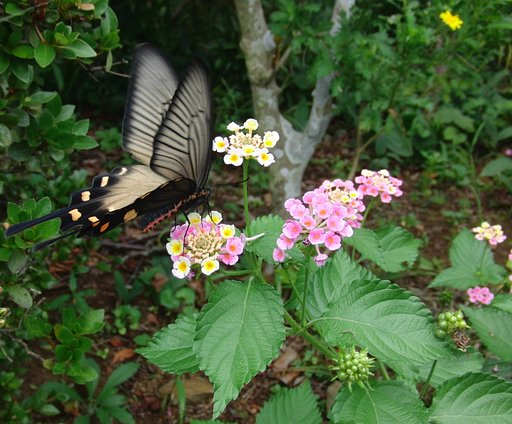 ランタナの花に