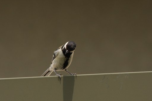 帰ってきたシジュウカラ
