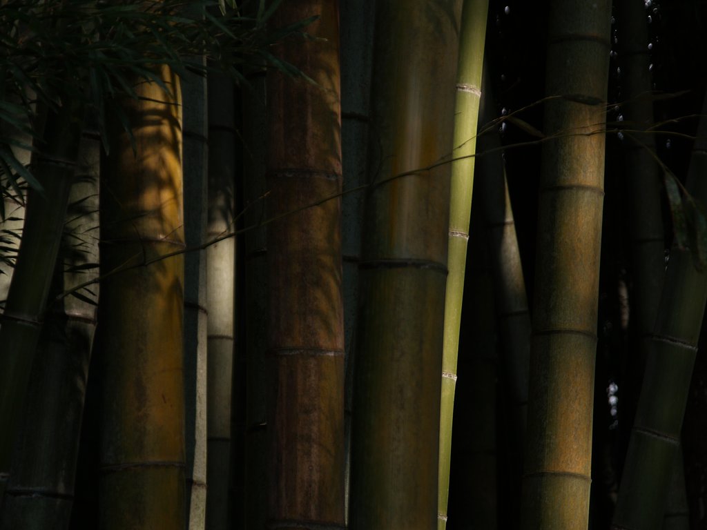 竹林