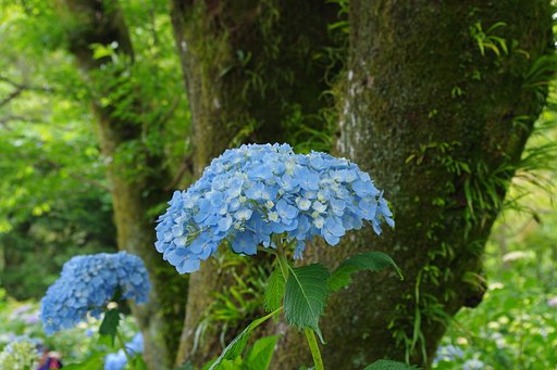 あじさい　矢田寺