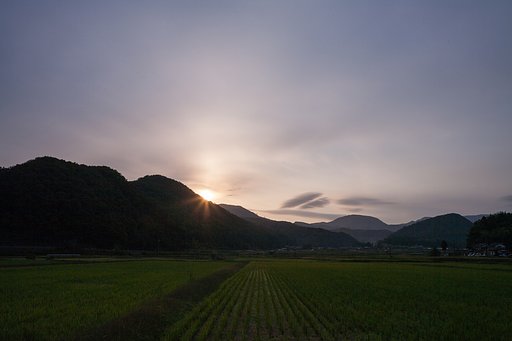 もや〜っとした朝日の出。