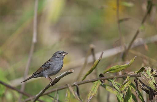 葦原にクロジが登場