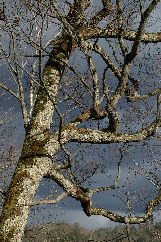 暗い空に苔むした幹
