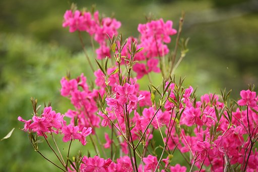 ヤシオに惹かれて