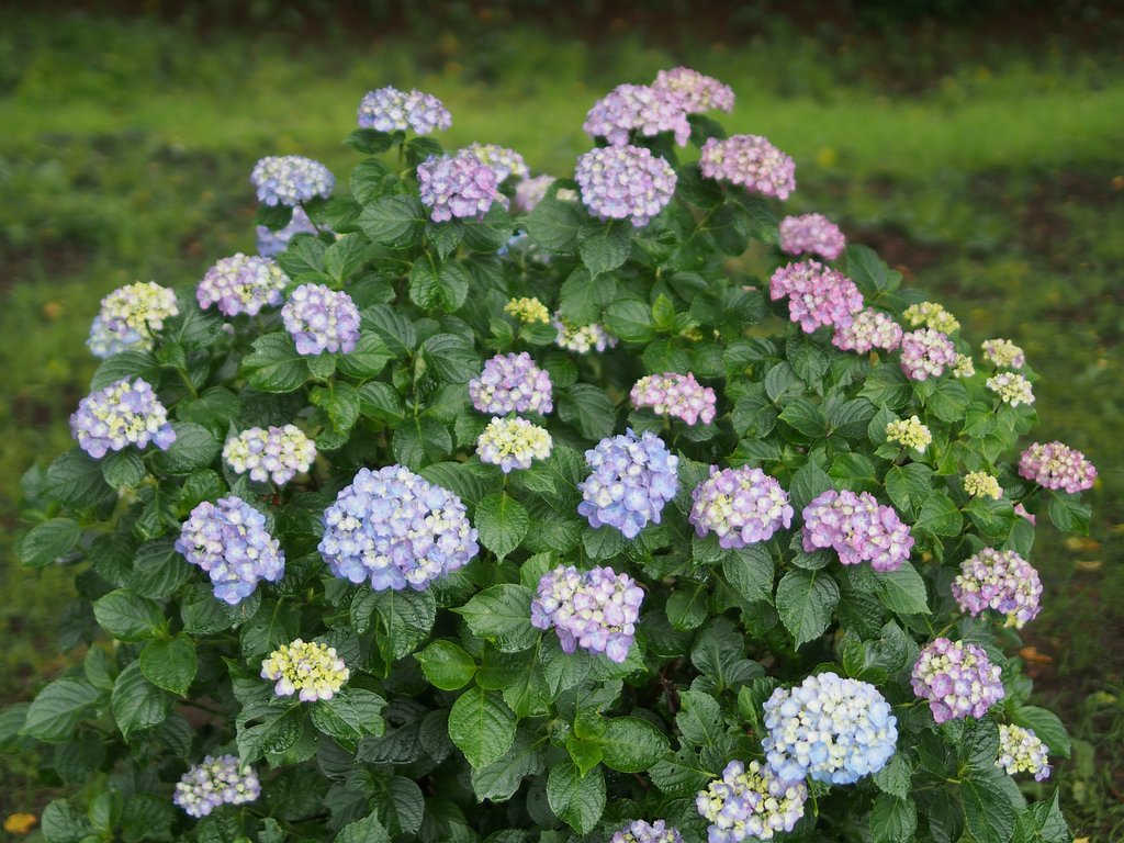 彩り紫陽花