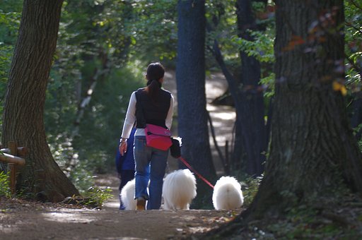 【街角（外れ）スナップ】愛犬散歩