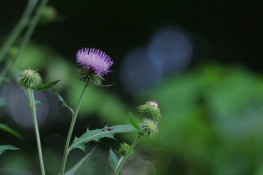 岩手にて（その６）　ナンブアザミ