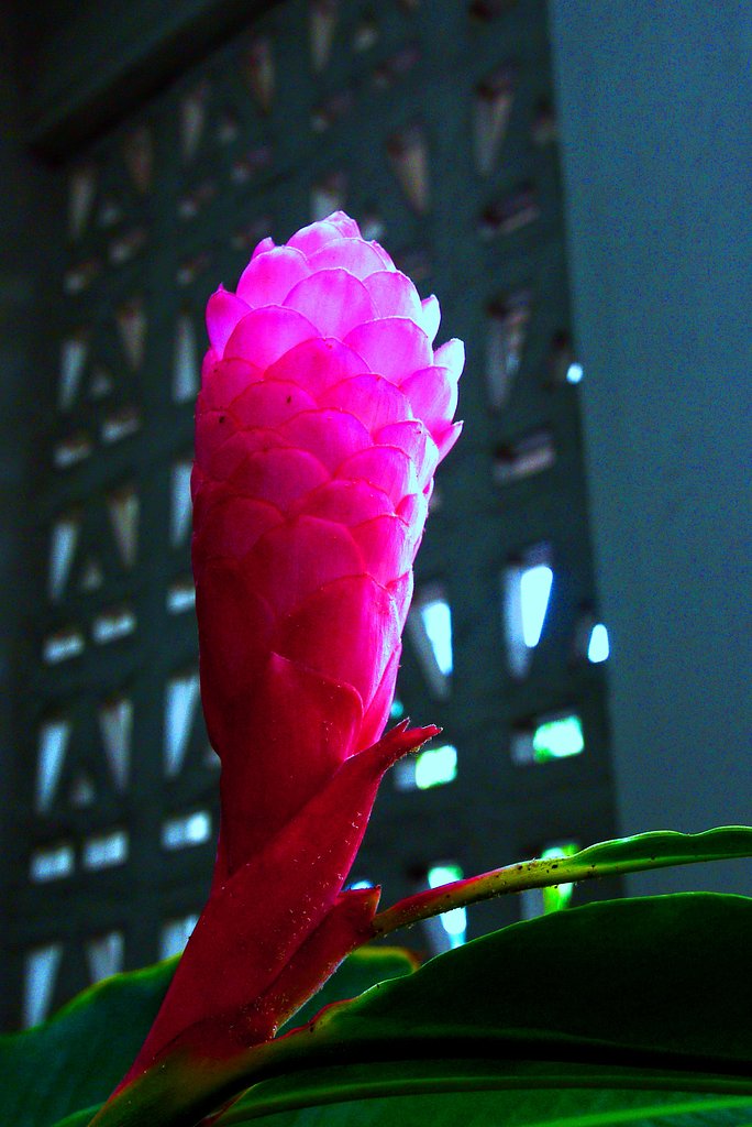 　　☆　南国の花　☆