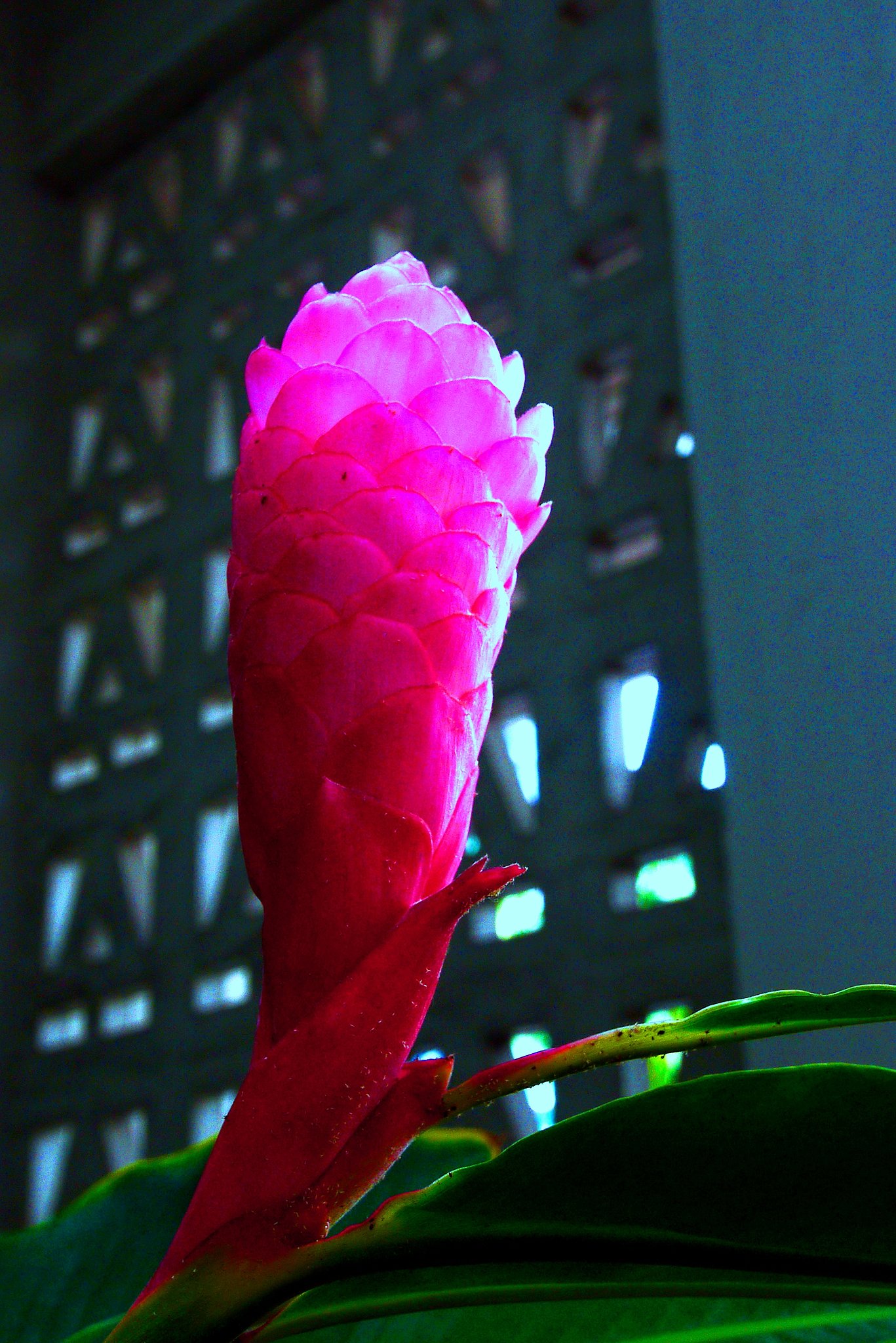 　　☆　南国の花　☆