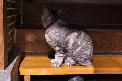 日向ぼっこ。